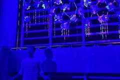 Project Mixed Inter-Mix